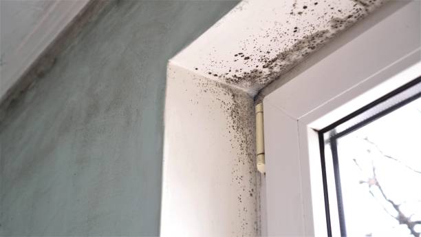 Best Residential Mold Remediation in Mansfield, PA