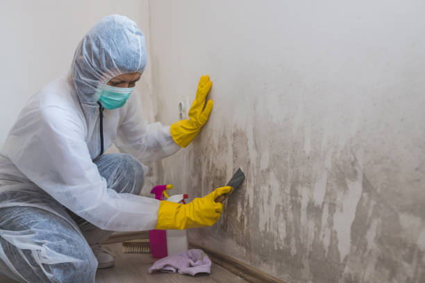 Best Emergency Mold Remediation in Mansfield, PA