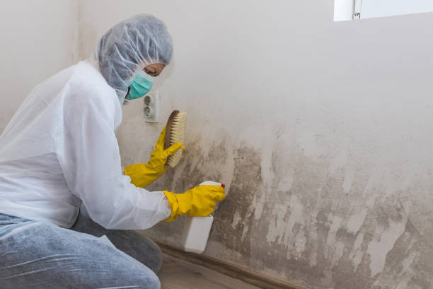Best DIY Mold Remediation Support Services in Mansfield, PA